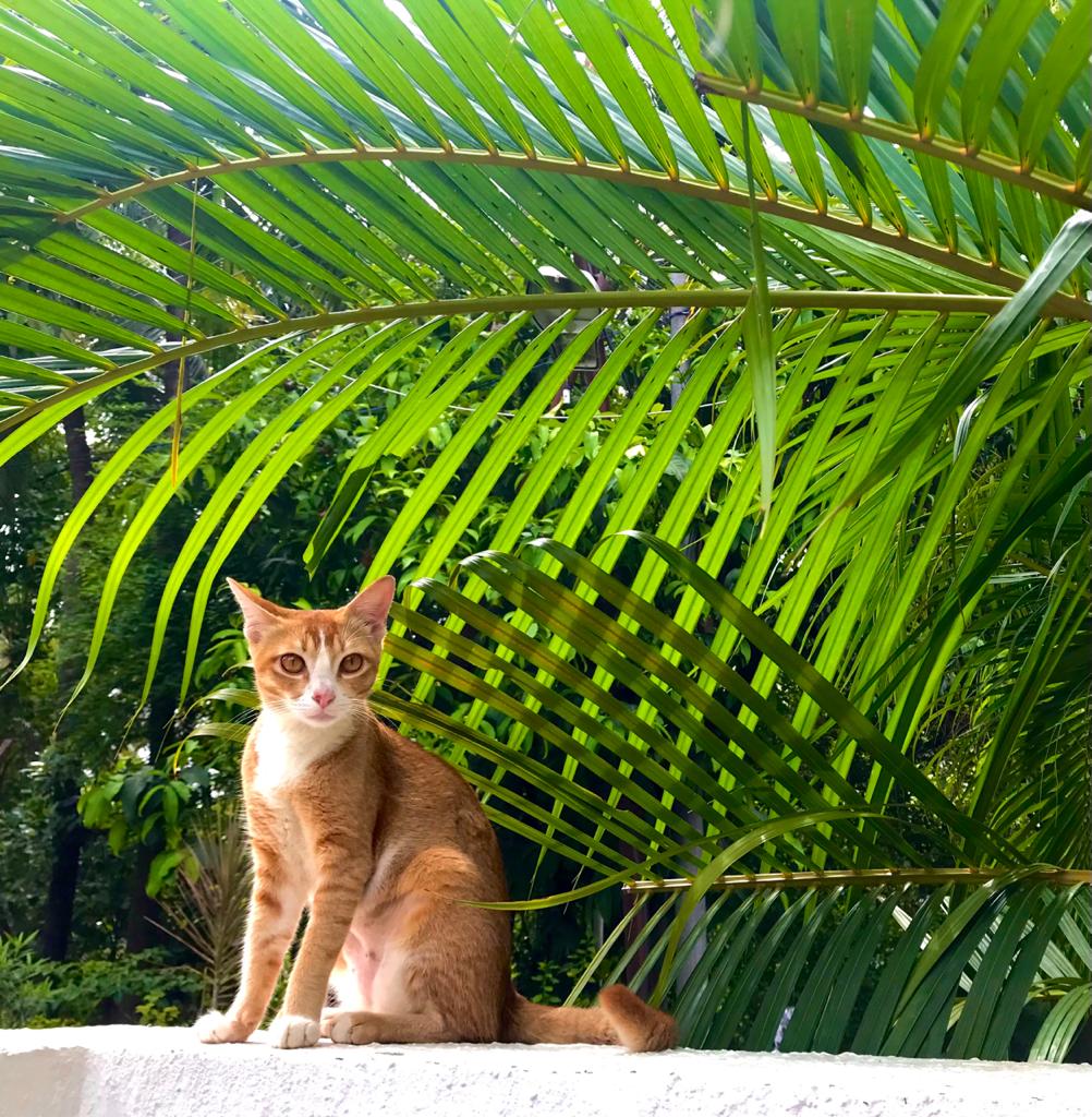 Simone__07's tweet image. Ginger🐱