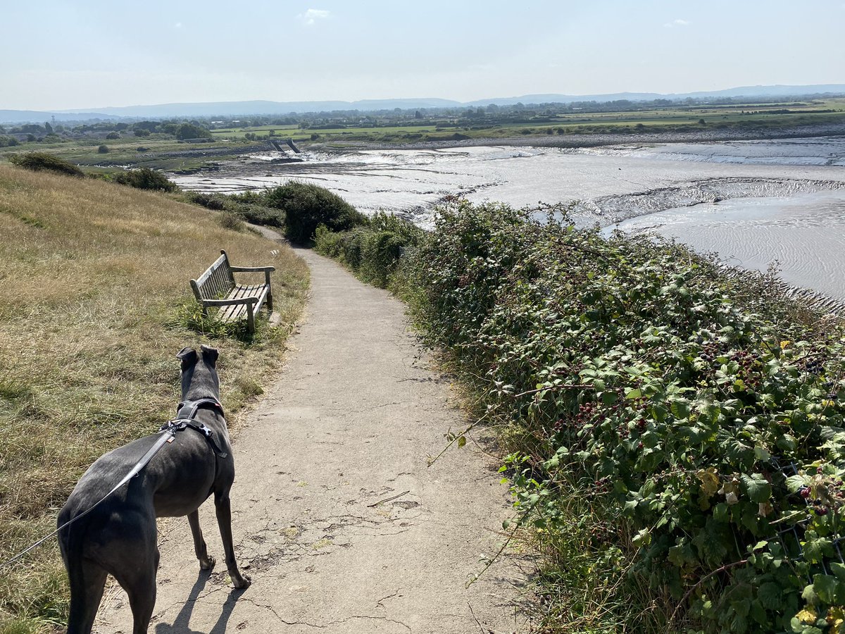 DogWalksNearMe's tweet photo. Make the most of the September sun ☀️ today and discover a walk near you! https://t.co/e2e0uuiOJN https://t.co/hA1B8OAG39