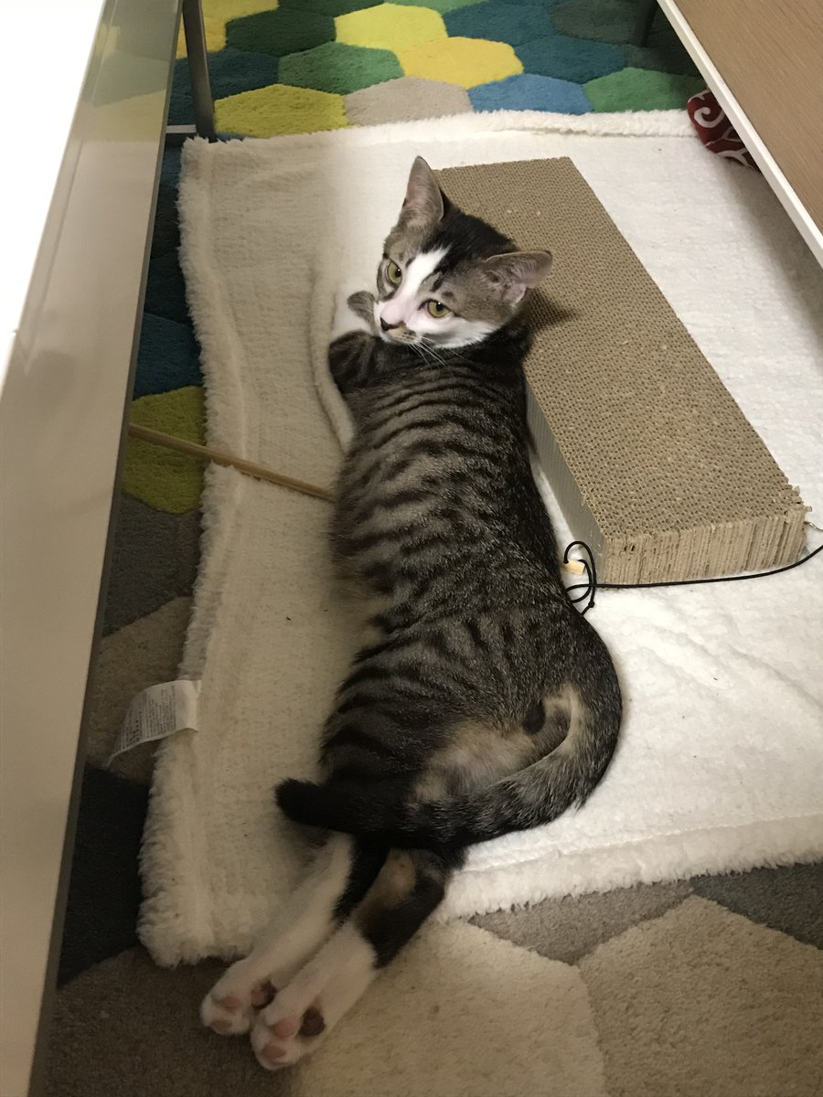 猫写真家 眠るネコ お尻ぷりッ かわいいポーズを決めております 猫 保護猫 キジ白 猫写真家 眠るネコ お尻ぷりッ かわいいポーズを決めております 猫 保護猫 キジ白