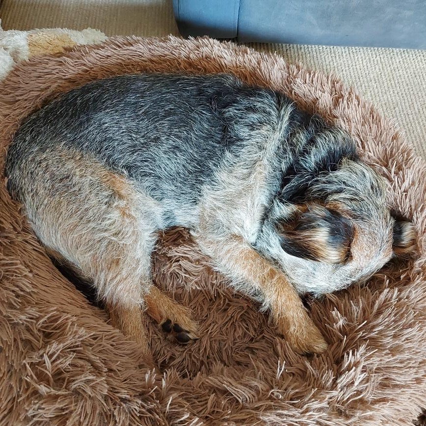 BarneyBooBT's tweet image. Nope, it's not time for a walk - it's time to sleeeeeep .....

#BTPosse