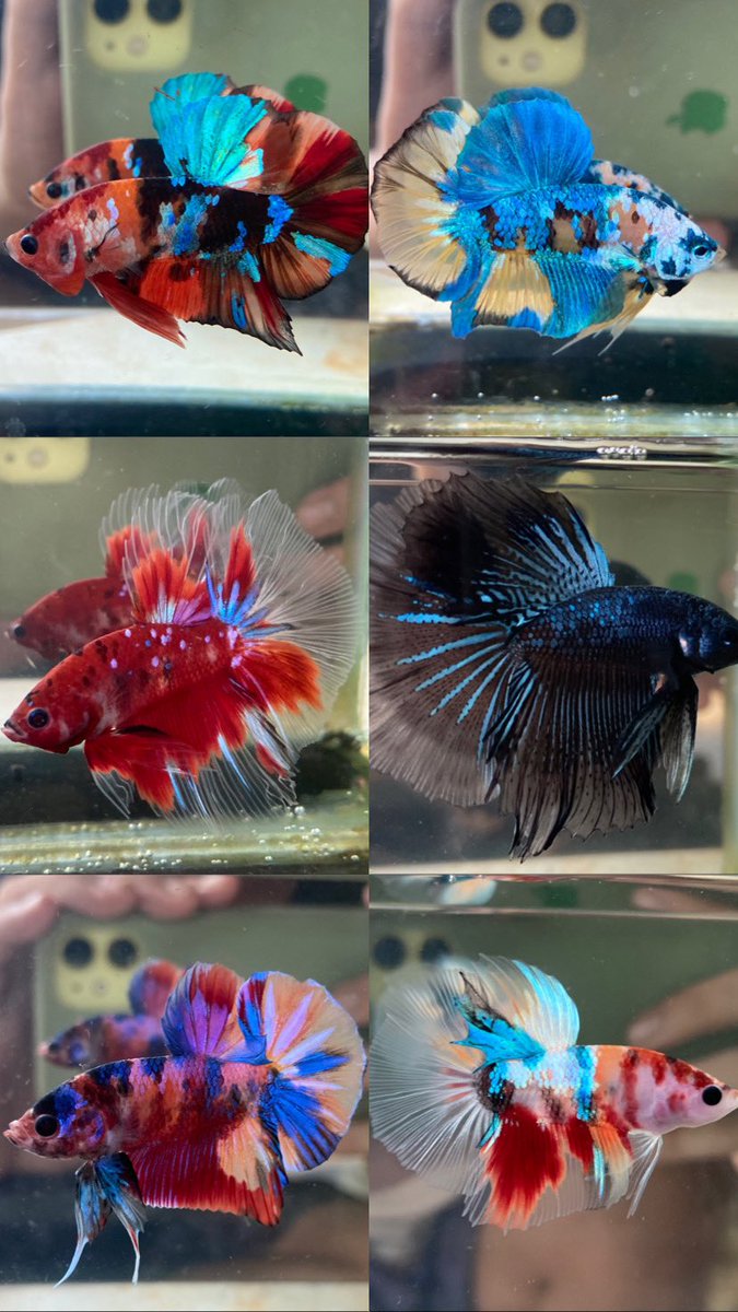 LELANG LELANG!!🔥🔥

Cek instagram <a href="/cupinkfloyd/">CUPINK FLOYD</a> 
21 Ikan sedang dilelang dengan OB serba 10K🤭

Close : Minggu, 5 Agustus 2021 (Pukul 21:01)

#cupang #ikancupang #bettafish #bettafishindonesia #bettafishworld #lelang #jualcupang #malamminggu