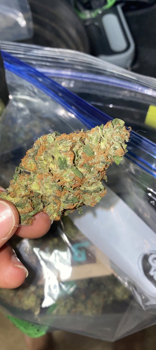 beanboozled_420's tweet photo. Iโm Proud!
First grow was successful and we made it all the way through. Still have some to chop off the branches which Iโll do tomorrow but Iโve moved on to be a level 2 tester for @irvineseeds !
#staygrowing #dontquit
@iAMJeremiahWeed https://t.co/LtcMry1M3j