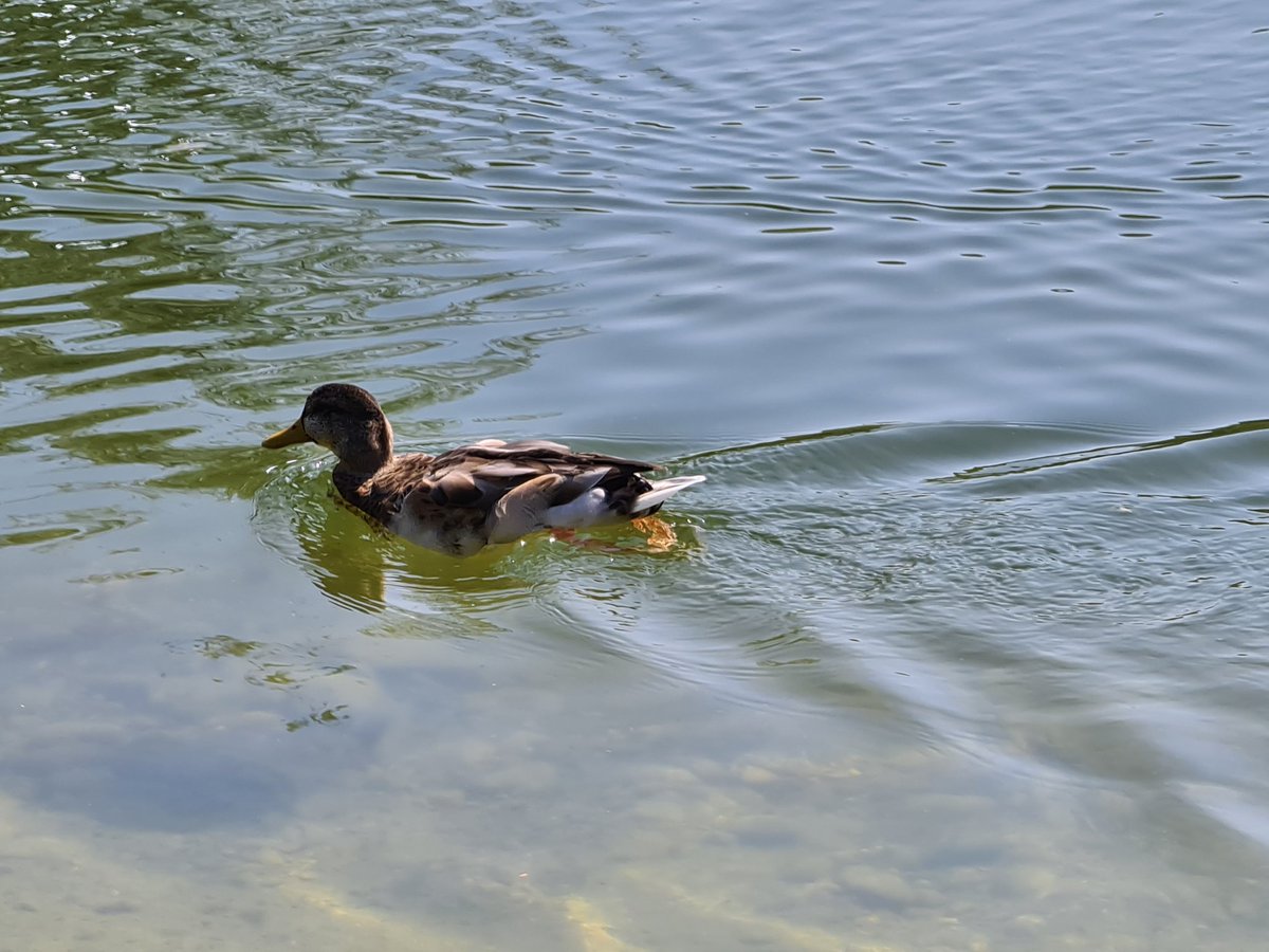chhuber7's tweet photo. An der #Scientifica21 ist für jede:n etwas dabei. Forscher:innen erklären anschaulich und geduldig ihre Projekte. Im wunderbaren #Irchelpark kann man bei diesem Prachtswetter Kraft tanken für weitere Kurzvorslesungen und Austellungsbesuche. Weiter gehts am Standort UZH Zentrum. https://t.co/eea3Q7U274