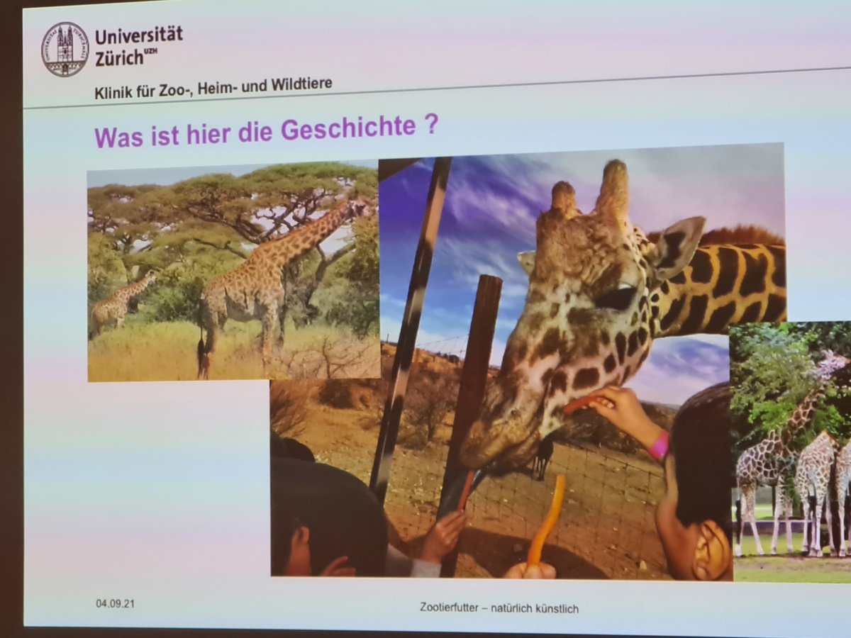 chhuber7's tweet photo. An der #Scientifica21 ist für jede:n etwas dabei. Forscher:innen erklären anschaulich und geduldig ihre Projekte. Im wunderbaren #Irchelpark kann man bei diesem Prachtswetter Kraft tanken für weitere Kurzvorslesungen und Austellungsbesuche. Weiter gehts am Standort UZH Zentrum. https://t.co/eea3Q7U274