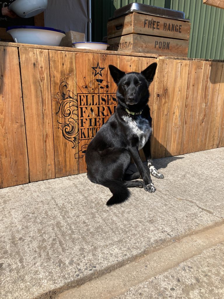harrys_cider's tweet photo. The first customer of the day is loving #CiderSaturday down on the farm. 🍎🍏 We're here until 17:00 serving chilled pints so we hope we'll see you soon! https://t.co/q8ZtrkQGYT #HaveAHarrys #Langport #WhereItsTo #Cider #SomersetCider https://t.co/HmNkkWqqgR