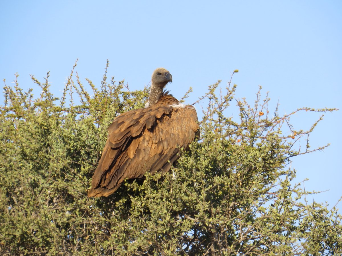 AlldaysAnd's tweet photo. It's #Internationalvultureawarenessday! Nearby Blouberg Nature Reserve is home to one of the largest breeding colonies of Cape Vultures, we often see these great birds waiting to do their job and keep our ecosystem clean #vultureappreciationday #conservation #AWCRC https://t.co/8SdW4ojj5w