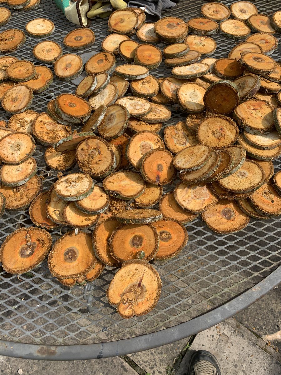Education never stops- knocking out some tree cookies whilst on the farm today- so useful in outdoor education settings for various activities for children… what would you do with yours? #farmeducation #outdoorlearning