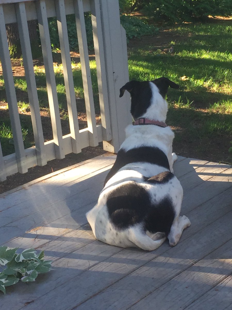 cindiflowwrites's tweet photo. Backyard watch dog for chipmunks! #horses #kidlit #doglover #horsebackriding #chiefandsarge ⁦@authoress_cj⁩ ⁦@MannWrites⁩ https://t.co/Y8nv65Ukr6