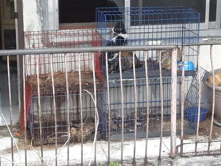 inquirerdotnet's tweet photo. WARNING: GRAPHIC CONTENT

A concerned citizen in Makati City has warned her neighbors to watch out for a man who allegedly steals and abuse neighborhood cats.

 📸Cathy Morris https://t.co/JNCL8agzrv