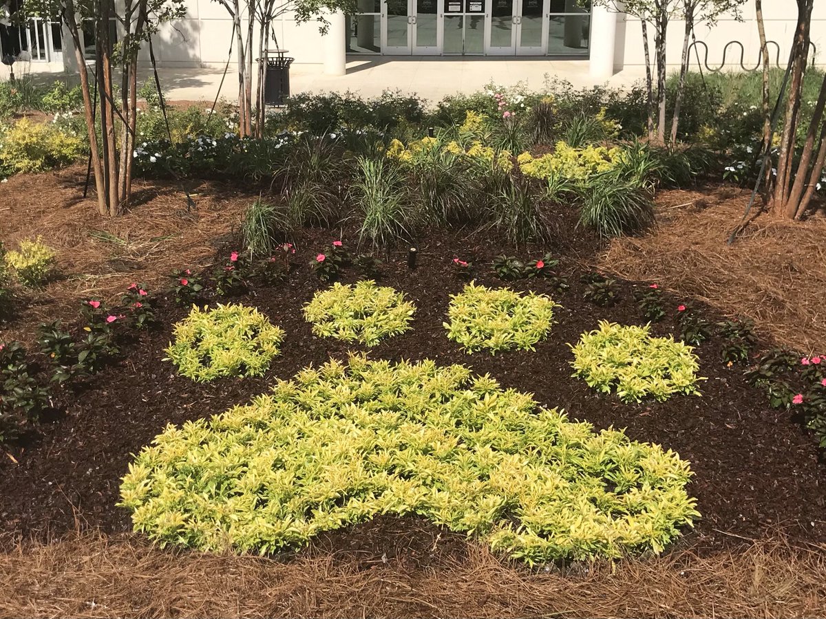 MSUCampusLandscape tweet media