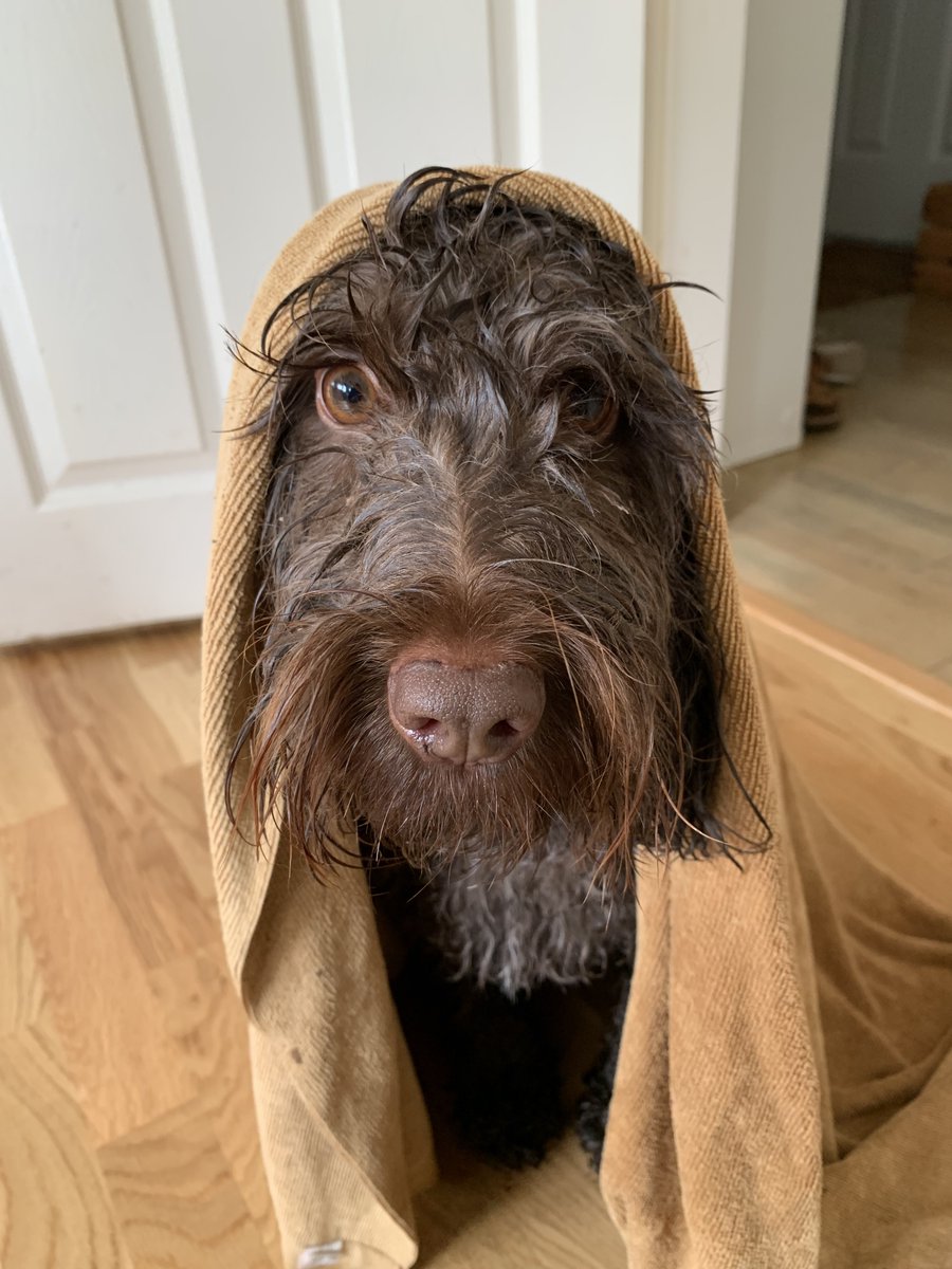 McLarenDoggo's tweet photo. A bit less smelly now. Hoomans can spy quali without pegs on their noses! #FullWets https://t.co/2HaxHsTaBM