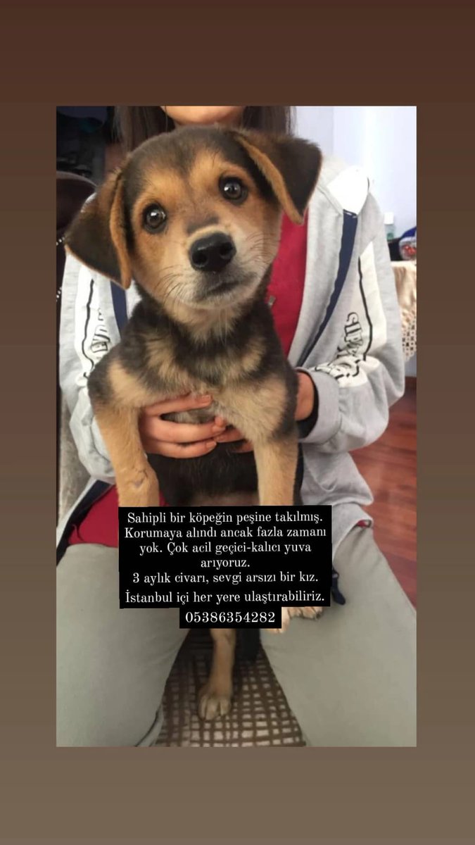 Baksanıza şu bebişin guzelligine. Acil gecici/kalıcı yuva arıyoruz 3 aylık civarı dişi