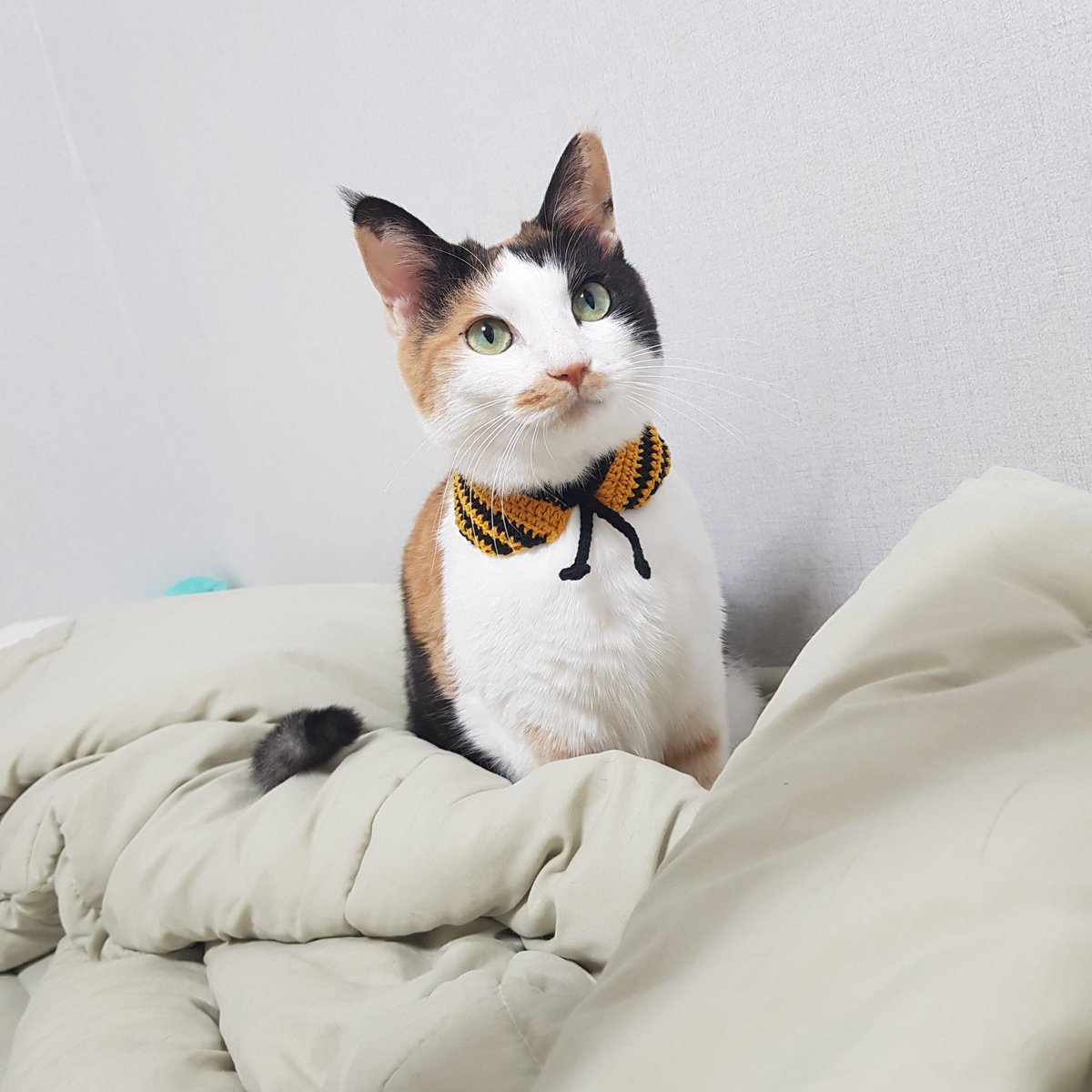 samchimom's tweet image. 분명히 큰데...털....😭😭