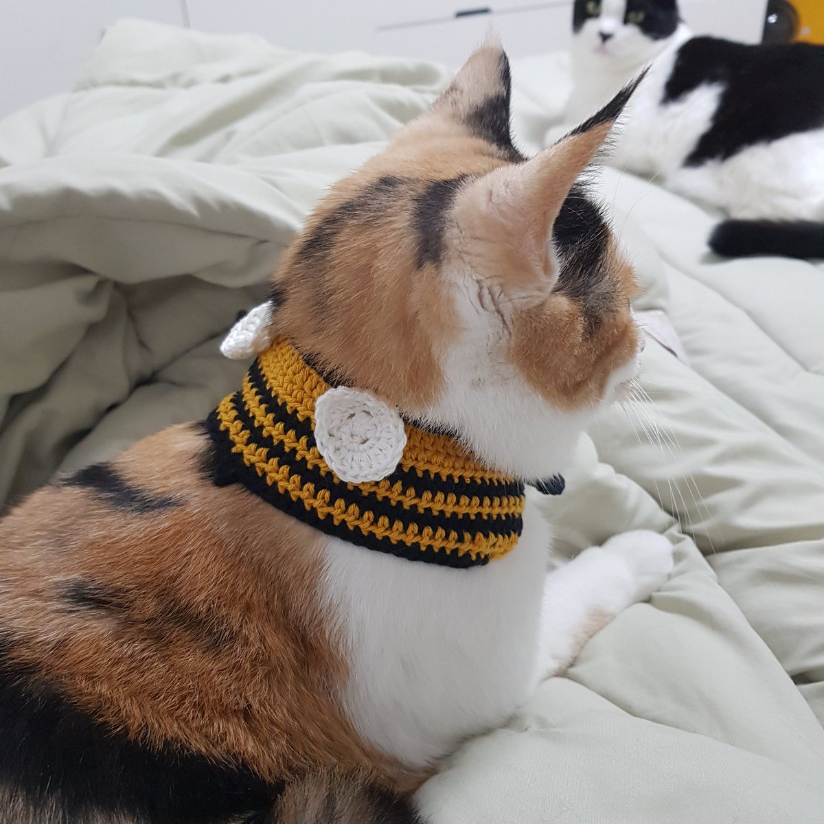 samchimom's tweet image. 분명히 큰데...털....😭😭