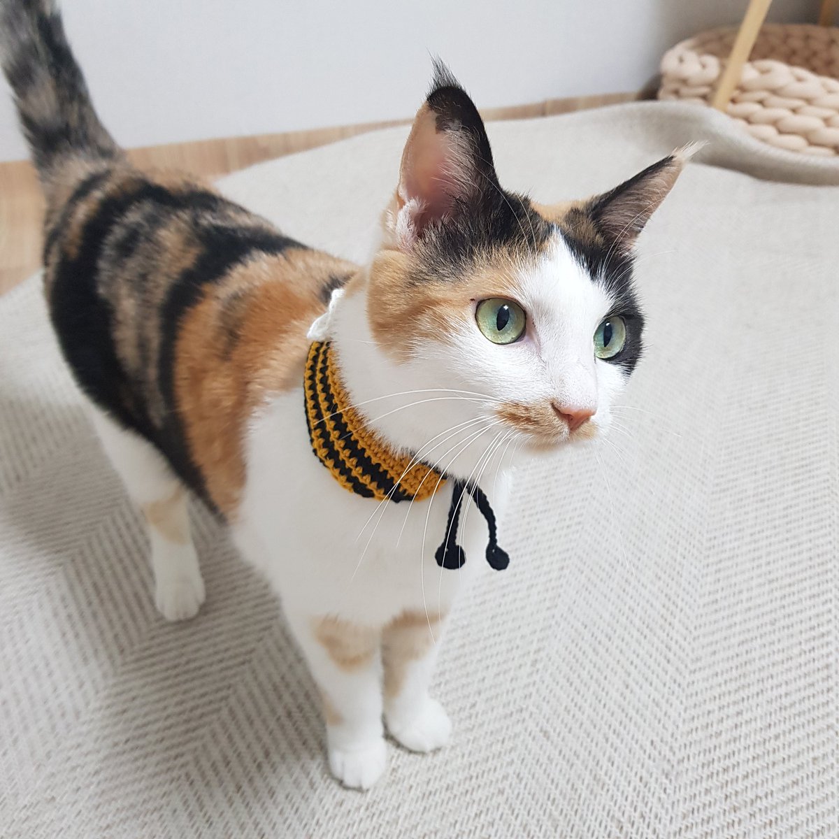 samchimom's tweet image. 암튼 🐝꿀벌고영🐝