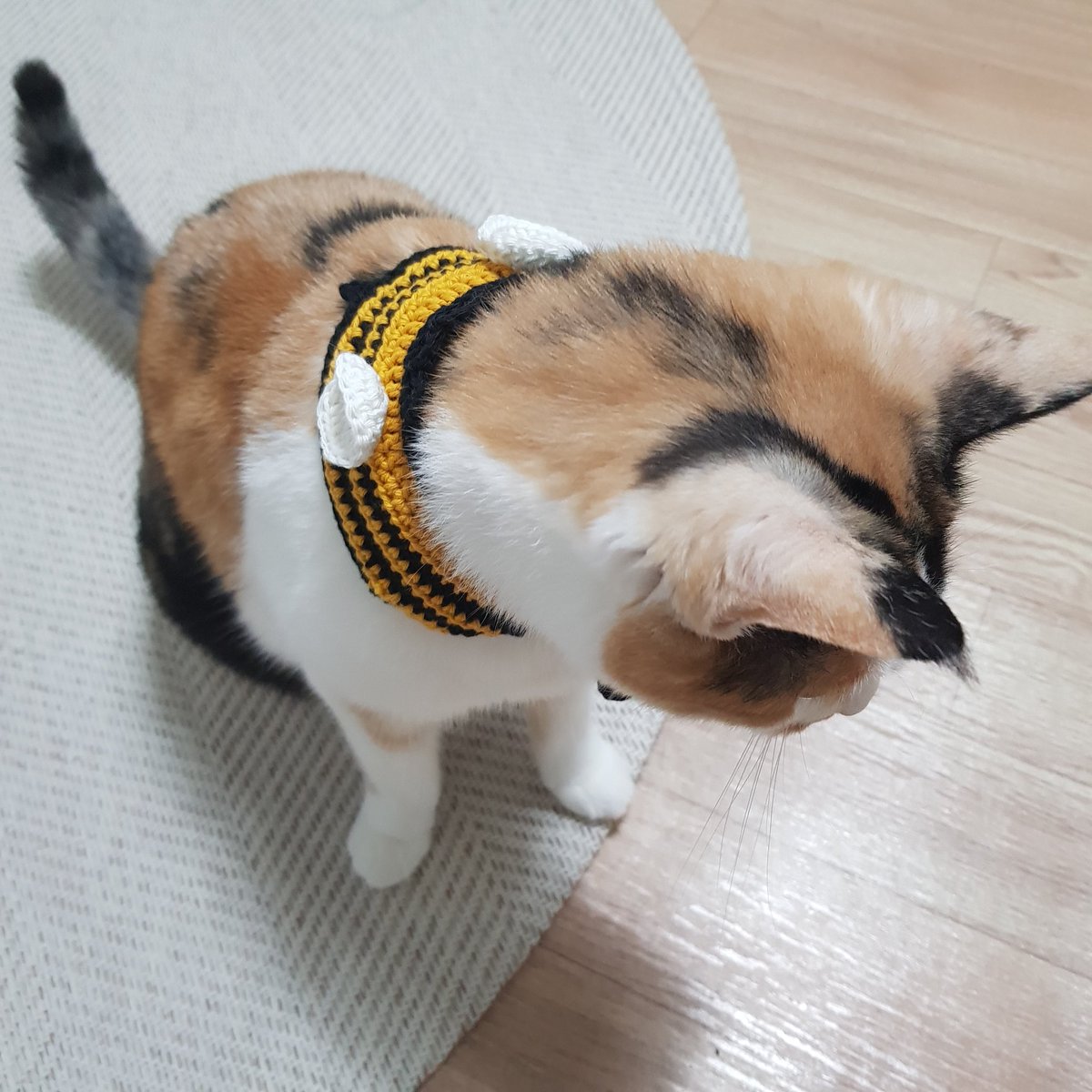 samchimom's tweet image. 암튼 🐝꿀벌고영🐝