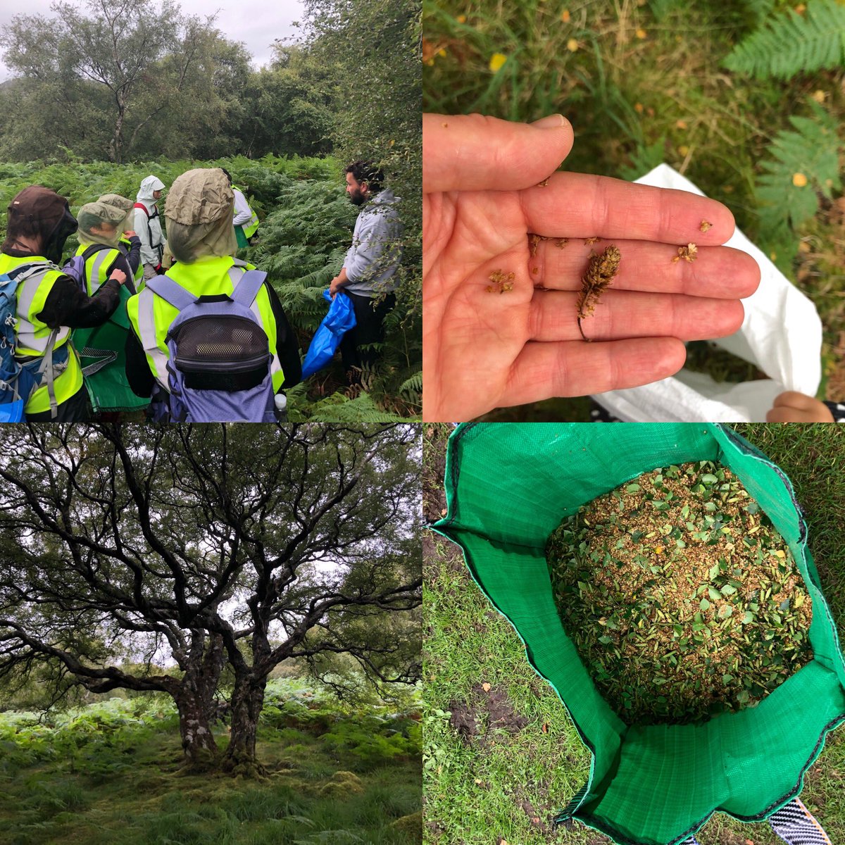 #birchseed collecting @WoodlandTrust #benshieldaig last weekend If you are in the area get picking! #woodlandcreation We need some help too for planting #trees on #bendamphestate DM us here or Insta if you can help #volunteering #reforestation