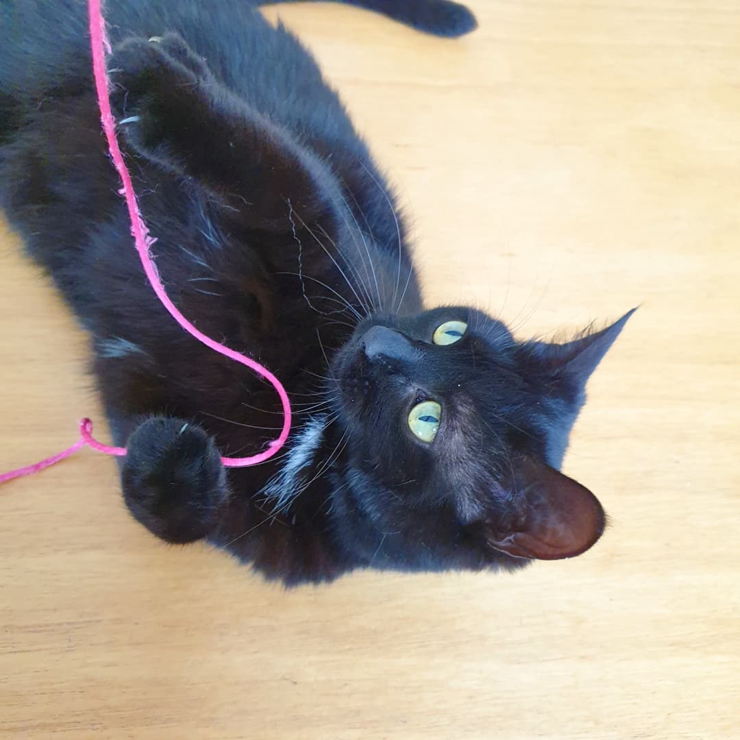 dinaBeaux's tweet photo. Une ficelle et des heures de jeux... 🐈‍⬛🧶🐱
#poppy #home #game #europeancat #socute #blackcat #mylove #bordeaux https://t.co/TAE5h0JktN