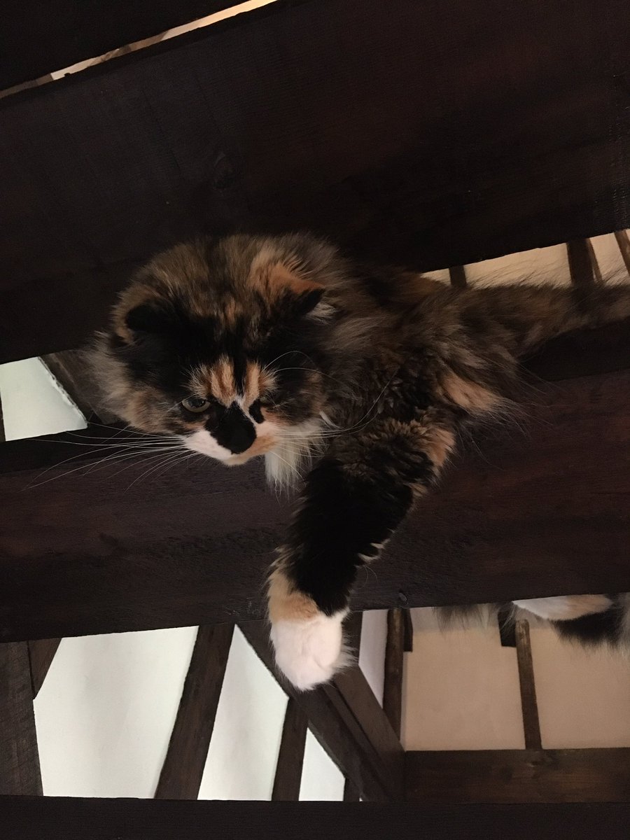 maisiethetortie's tweet photo. #Maisiethetortieonvacation #CatsofTwitter #Caturday #openstairs “ oh you’re down there! How did you get down there!” #Catlogic @Trisha_the_doc @KittensCam https://t.co/WFbGD0B0yY