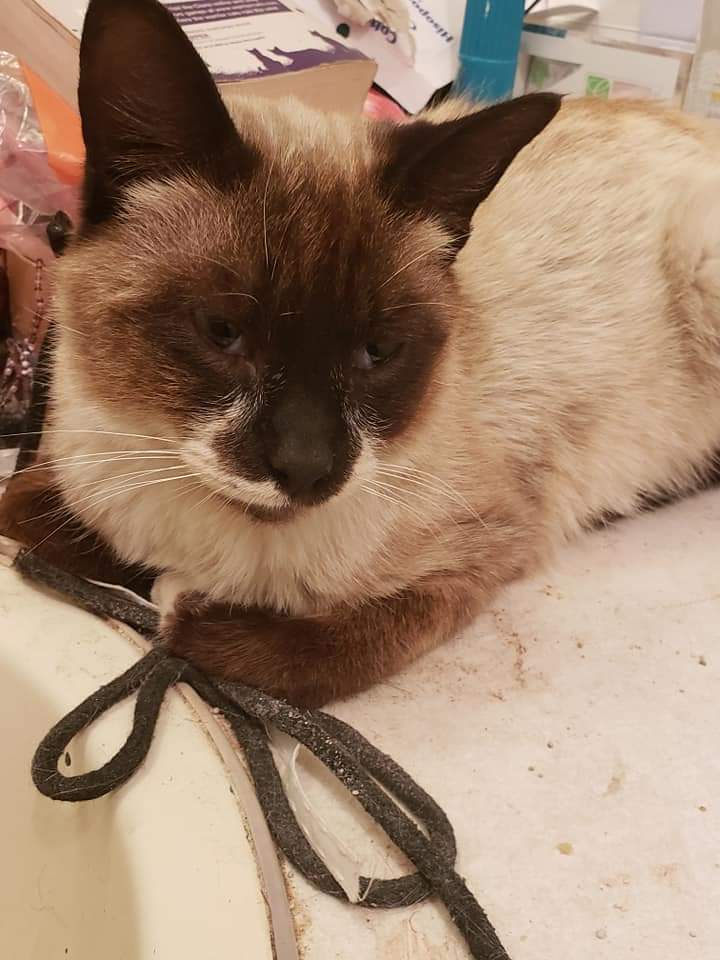 Today is #Caturday, my favorite day! Then again, it's alway that here. 😁
This was Hashi when he was dumped at the acreage.  Severe lice, maggots and fleas. Nursed him back to health. He'd also been beaten.
#CatsOfTwitter #cats #catlovers #cat