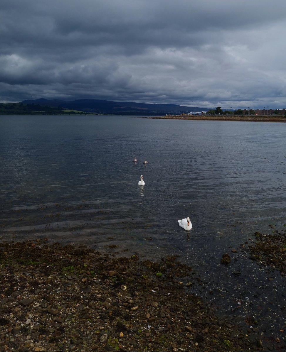 discinverclyde's tweet photo. Swans at Cardwell Bay 

Thanks to @StephenAHenry for the photo

#DiscoverInverclyde #Gourock #Inverclyde #CardwellBay #Scotland #OnlyInScotland #HameTownTourist #escapetheeveryday #RespectTheDestination #WestCoastWaters #YCW2021 #FirthOfClyde #NationalWildlifeDay https://t.co/03KoYcvhpu