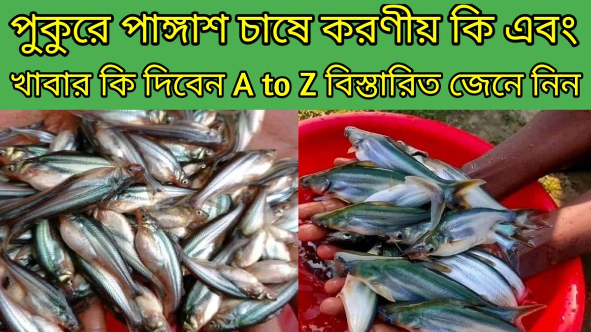 Nazmul00375412's tweet photo. পুকুরে পাঙ্গাশ মাছ চাষে করণীয় কি এবং খাবার কি দিবেন?? 
https://t.co/OyIPIe6zdZ https://t.co/NMWcnE0rNT