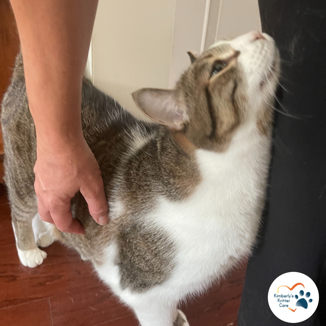 Meet LB! When I watched LB and his brother last year I never even saw him because he hid at every visit. This time he slowly warmed up and came out from under the bed but kept his distance. By the last two visits, he was rubbing on my leg and asking for attention! 😍