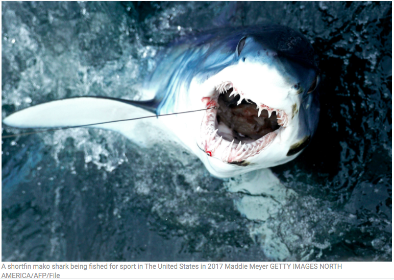 SharkAdvocates's tweet photo. NEW study estimates 37% of ~1,200 shark, ray &amp; chimaera species are threatened, according to @IUCNRedList criteria. "By not sufficiently limiting catch, we're jeopardizing ocean health and squandering opportunities." #GlobalSharkStatus #IUCNCongress  https://t.co/GU3c8C18Le https://t.co/rJqD3QcMv5