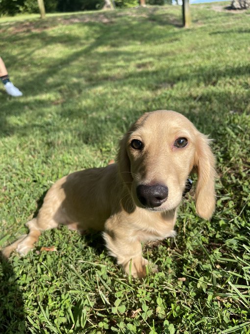 This is Cornnut 🌽🥜 https://t.co/qMAMydkJSu