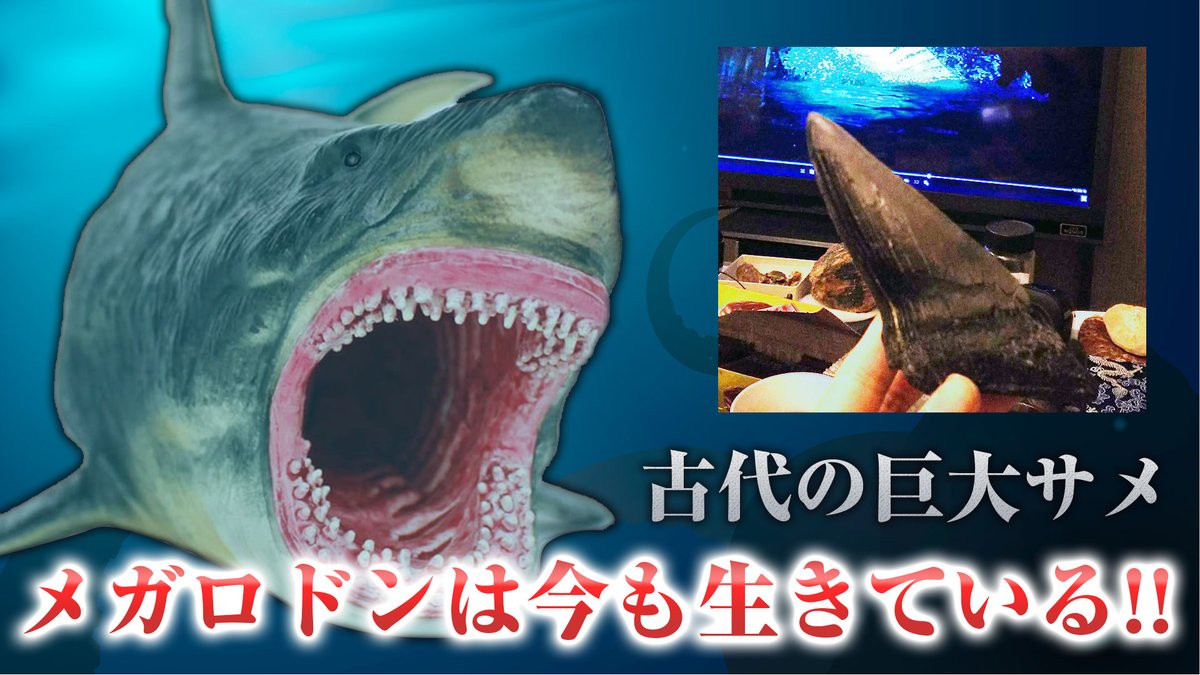 中沢健 作家 ｕｍａ研究家 Ar Twitter 中沢健のuma オカルトチャンネル 最新回 メガロドン生存説 古代の巨大サメが生き残っている証拠 を公開しました 絶滅したと言われている古代の巨大鮫が現代も生き残っているんじゃないかというお話をご紹介し