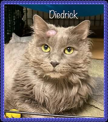 JDStGermain3's tweet image. $10 for DIEDRICK! The SENIOR BOY NEEDS MEDICAL HELP! The neglected kitty has been through ENOUGH!🆘️ #PledgeToSaveLives #RESCUE #FOSTER #ADOPT #SHARE #MakeADifference⚠️🙏