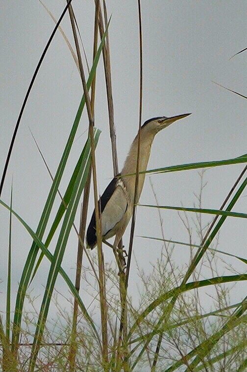 SanjayTiwariQED's tweet photo. Little Bittern, a rare visitor to these parts…
(Adult &amp; Juvenile) 
Pardon the image quality, these are really distant shots.

#LittleBittern #BirdRairitis 
#birdphotography  #NaturePhotography #indianbirds #IndiAves #birds  #ThePhotoHour #BBCWildlifePOTD #PhotoOfTheDay #avibase https://t.co/NF8VgCsi0n