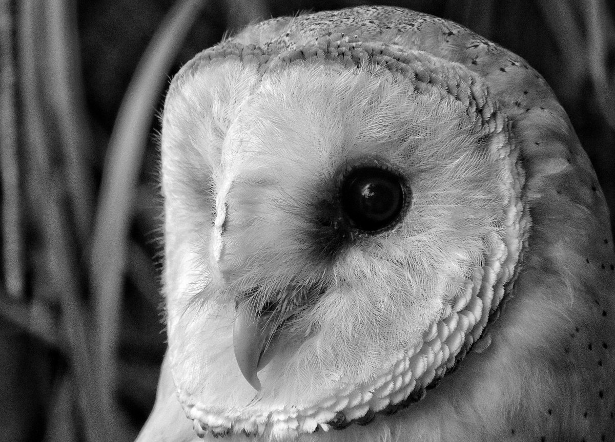 WLH1972's tweet image. A beautiful #barnowl #owl #uk - close up.

#wildlifephotography #NaturePhotography #blackandwhitephotography #Macro