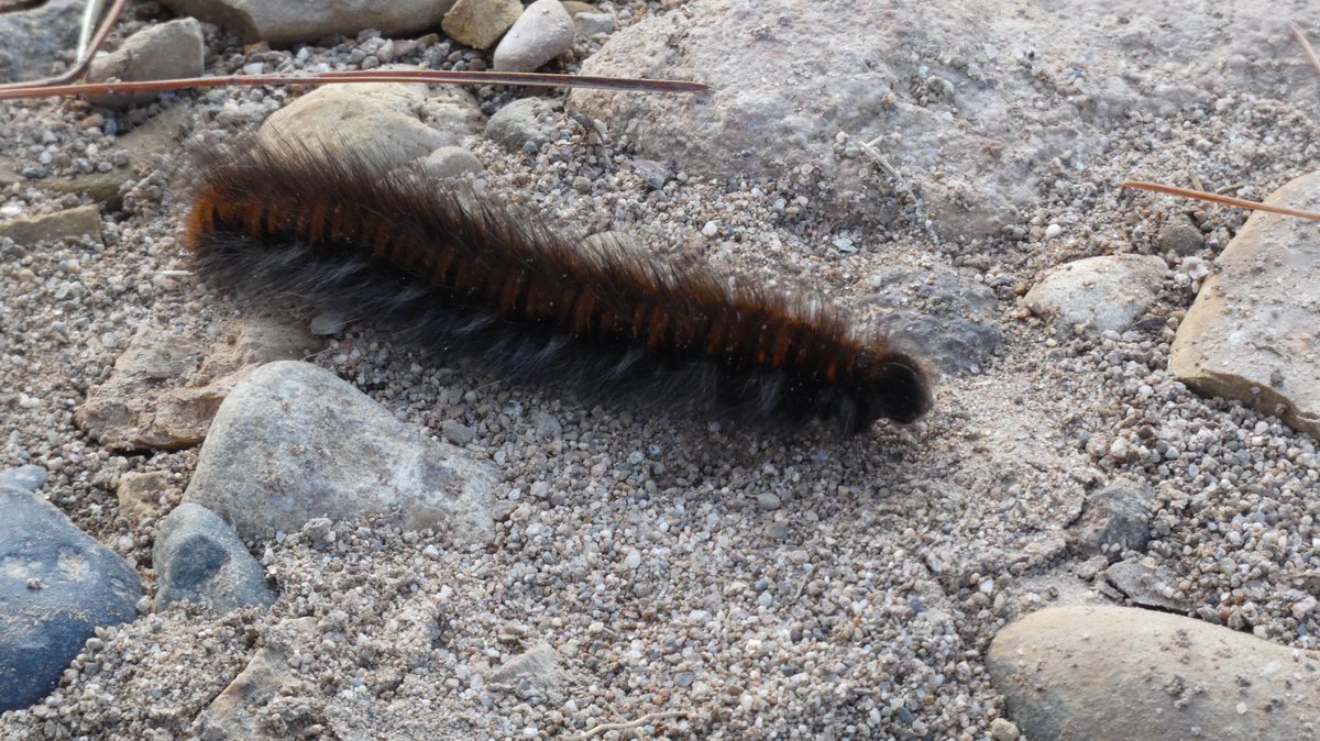 jmpicasprat's tweet photo. #eruga #oruga #lepidòpter #lepidotpera #lepidóptero #macrothylaciarubi #hyleseuphorbiae #casserres #berguedà https://t.co/oNwWYCE4u7