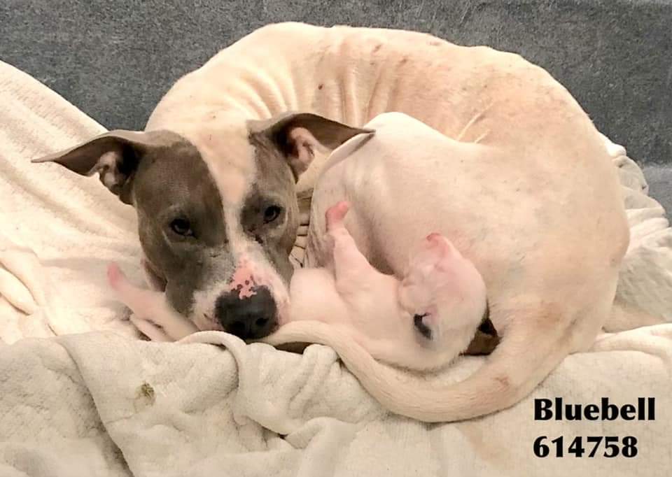 JDStGermain3's tweet image. I pledge $50 for BLUEBELL &amp;amp; PUP!
PLEASE HELP! Mom &amp;amp; pup don't deserve this situation! ⚠️🆘️⚠️ #PledgeToSaveLives  #RESCUE #FOSTER #ADOPT #SHARE