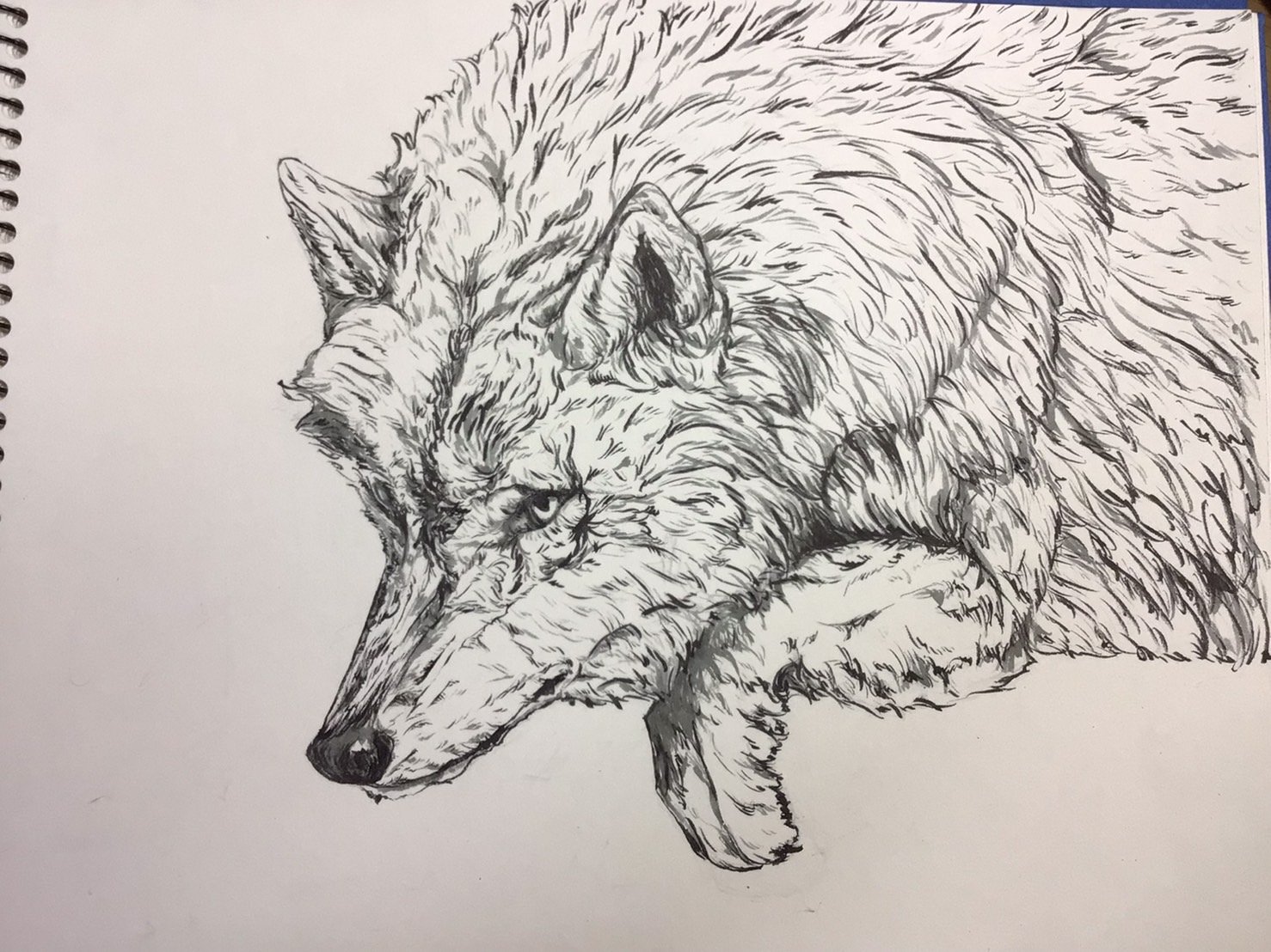 おおかみさん Ookamishop Wolf Twitter