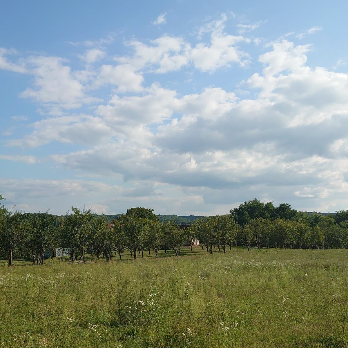 DjevojkaToni's tweet photo. in the #Countryside - Beautiful #Podravina 🇭🇷
#hrvatska #croatia #countryside #croatiafullofnature #walk #walkingaround #wanderlust #vino #wine #nature #naturephotography #natureshots #walkingaround #walkaround #goodvibes #PositiveVibes #enjoylife https://t.co/u8XaYnkFAn