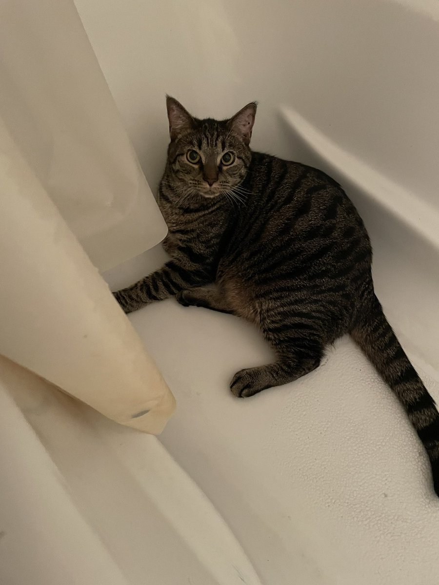 formerlyUrsaJ's tweet photo. Hi this is my cat Dango and he needs to take ✨Prozac✨ https://t.co/ccpHYEiL7g