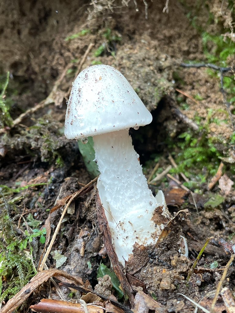 mmmi_1128's tweet image. 他にも色々キノコあったね〜🍄
載せきれない…！
しかし有毒ばかり🤢🤮😇

 #キノコ狩り
 #有毒きのこ