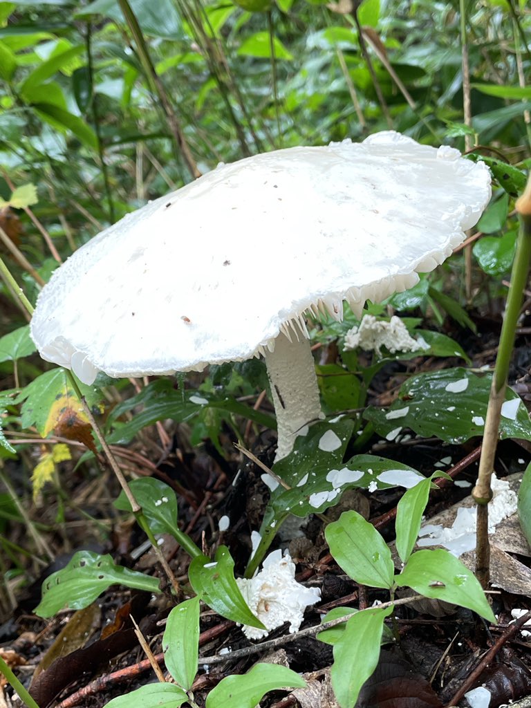 mmmi_1128's tweet image. 他にも色々キノコあったね〜🍄
載せきれない…！
しかし有毒ばかり🤢🤮😇

 #キノコ狩り
 #有毒きのこ