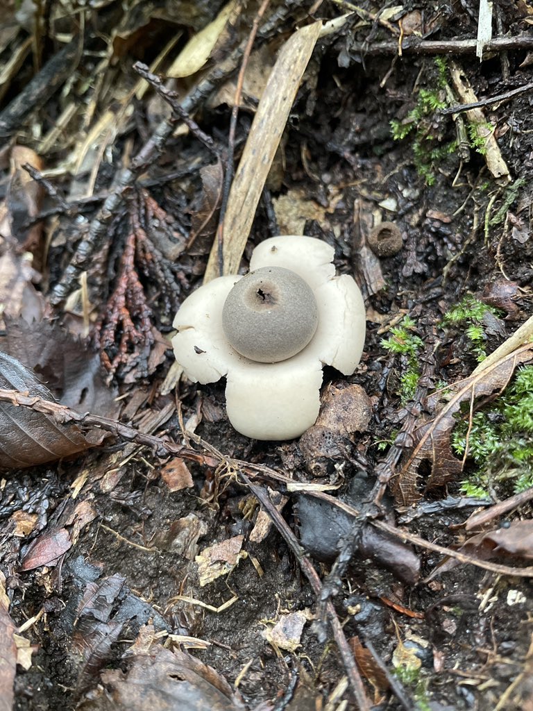 mmmi_1128's tweet image. 他にも色々キノコあったね〜🍄
載せきれない…！
しかし有毒ばかり🤢🤮😇

 #キノコ狩り
 #有毒きのこ