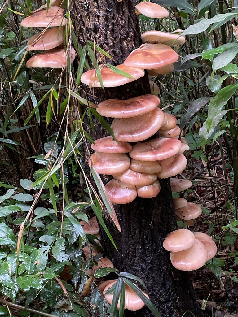 mmmi_1128's tweet image. 他にも色々キノコあったね〜🍄
載せきれない…！
しかし有毒ばかり🤢🤮😇

 #キノコ狩り
 #有毒きのこ