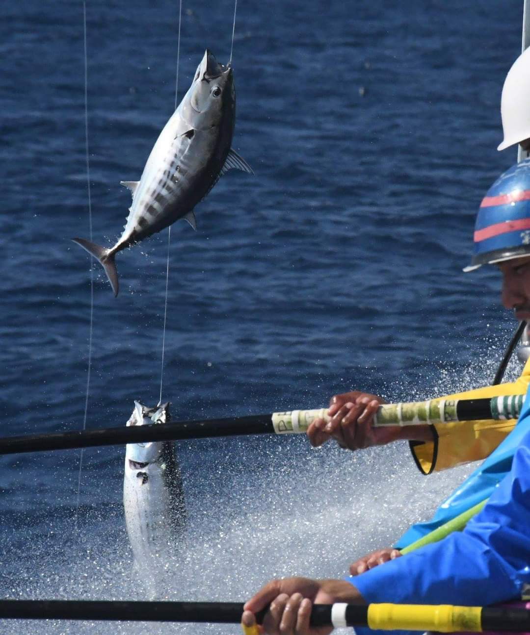 تويتر Skipjacktuna على تويتر カツオは釣り上げた瞬間は横縞のことが多い 頭を上にして その後は見慣れた縦縞に 泳いでるのを船から見ると 鰹が青く見えたり赤く見えたり 赤い鰹のほうが興奮して食いつきもいいと思った T Co 1rh5qrpsge