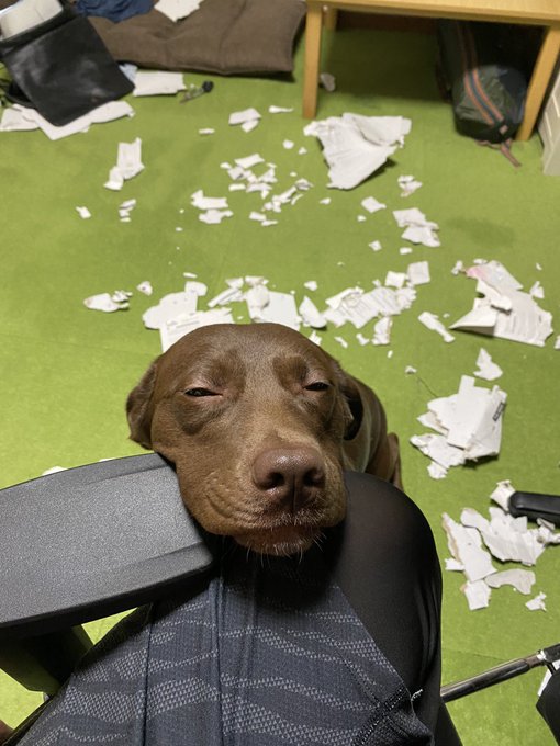 イタズラを猛省する犬の表情が秀逸すぎると話題 書類をビリビリにされた飼い主さんに話を聞いた ブリーダーナビ