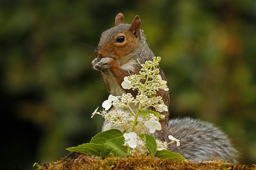 Caught this little guy on camera just now. He didn’t seemed to be bothered at all - just busy with one thing on his mind #squirrel #wildlife #wildlifephotography #wildlifephotographymagazine #autumnshots #nature #NaturePhotography #wildanimals #martinlawrencephotography #animal