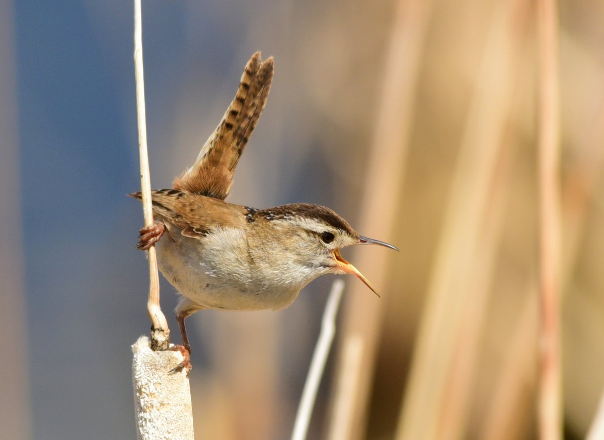 We’re trilled to be hiring a digital strategist to help manage our national social media accounts, including this one: ow.ly/Qh9w50FYgpG

Apply by September 8 on USAJobs.

📷: Marsh wren by Tom Koerner/USFWS

#WeAreUSFWS