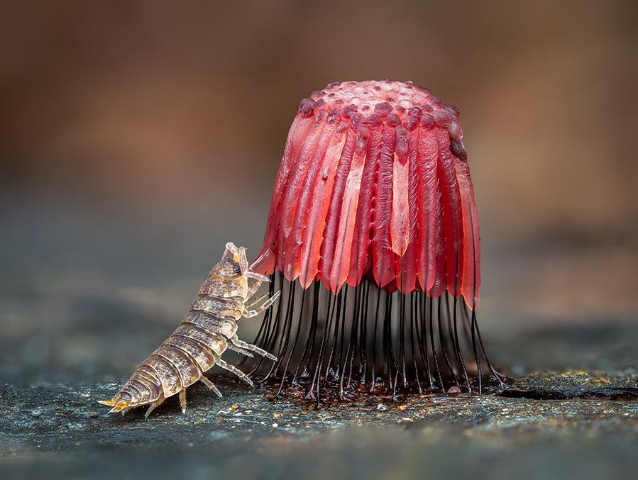 This photo by Barry Webb is the winner in the "natural world" category of the New Scientist Photography Awards 2021. It shows a common rough woodlouse feeding on a slime mould.
⁠
You can vote for the overall winner at newscientist.com/publicvote until 26 September.⁠