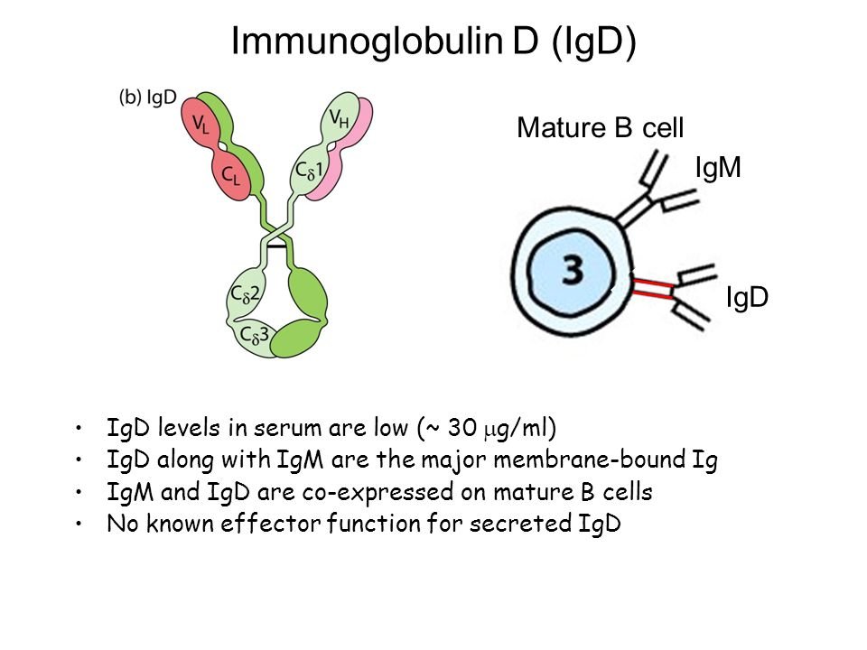 Иммуноглобулин lg. Иммуноглобулины класса d (IGD). Структура иммуноглобулина d. Иммуноглобулин d функции. Структура IGD.