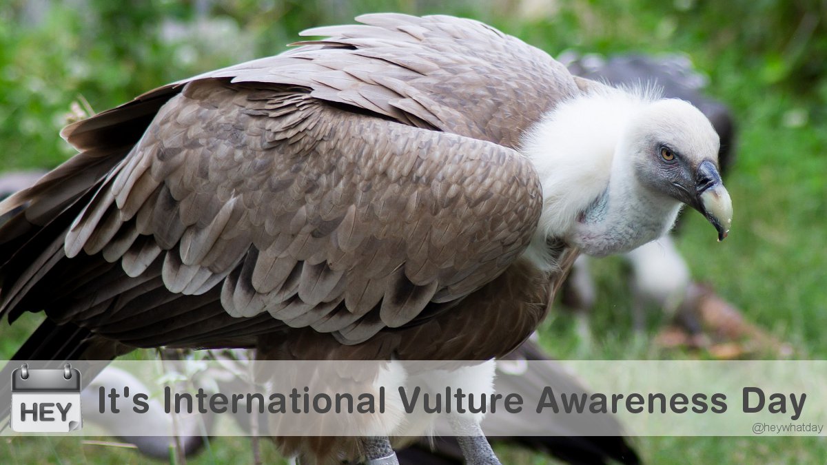 It's International Vulture Awareness Day! 
#InternationalVultureAwarenessDay #VultureDay #Vulture