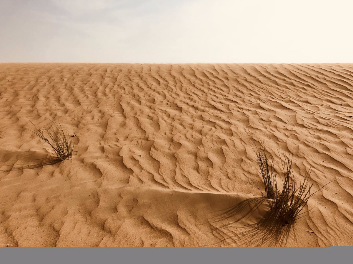 DoKyungsooBR's tweet photo. – "Essa é o campo de colza (canola) de quando eu estava filmando “100 Days My Prince” 
– "Este é o deserto. Eu tirei essa aqui quando eu estava em Dubai, faz um tempo" https://t.co/VYVlbLtui3